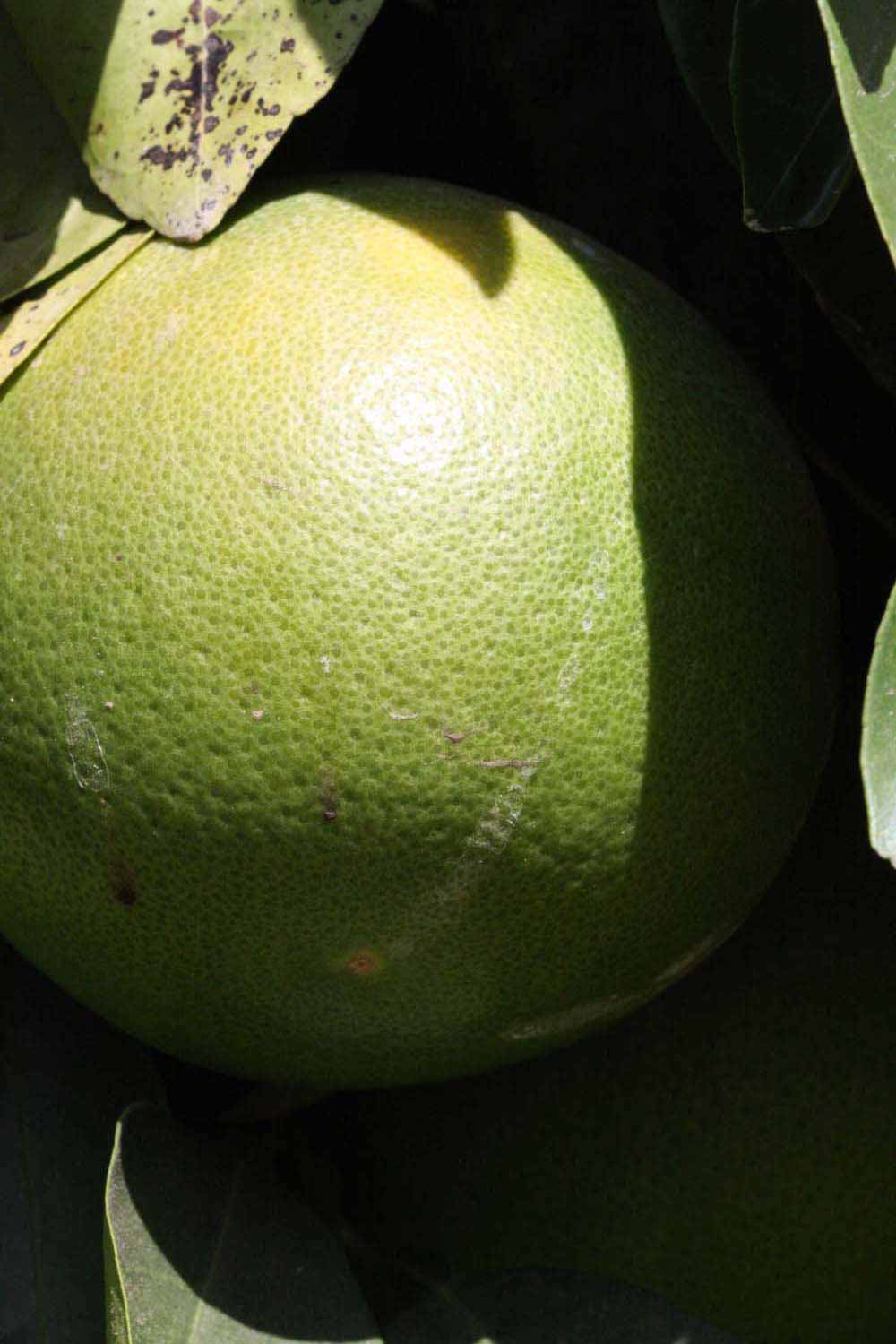            Immature fruit (Riverside, CA)   